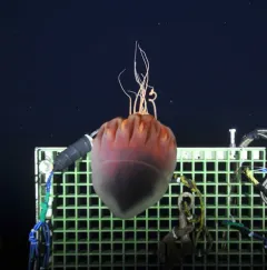 Helmet Jelly thumbnail 4