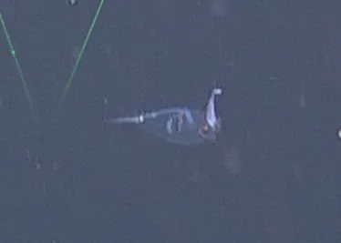 Cockatoo Squid