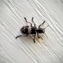Red-bellied Clerid thumbnail 4