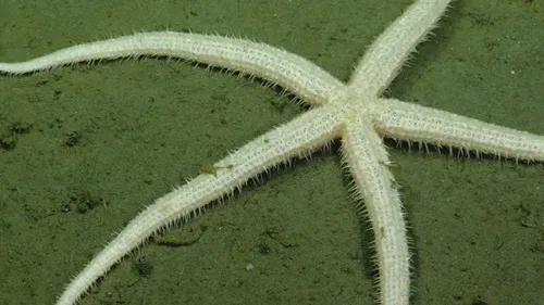Sagenaster evermanni