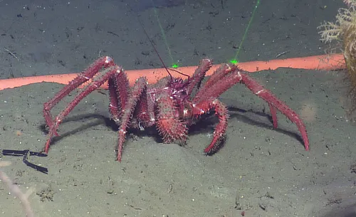 spiny king crab