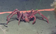 spiny king crab thumbnail 1