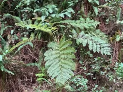 Scaly Tree Fern thumbnail 2