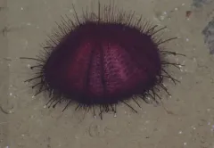 Sperosoma obscurum thumbnail 3