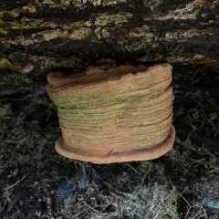 Artist's Conk thumbnail 3