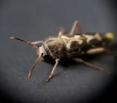 Western Ash Borer thumbnail 2