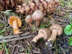 Cinnamon Fiberhead thumbnail 2