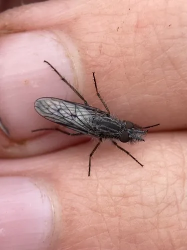Tabuda planiceps