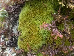 Hair-pointed Grimmia thumbnail 2