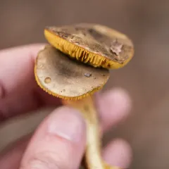 Western Gilled Bolete thumbnail 3
