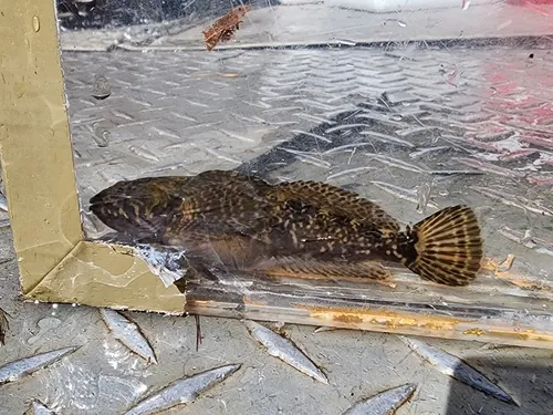 Marbled Sculpin
