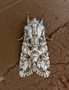 Mottled Oak Woodling Moth thumbnail 2