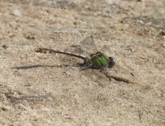 Sioux Snaketail thumbnail 3