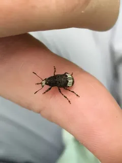 Eurymycter fasciatus thumbnail 4