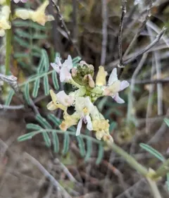 Woody-pod Milkvetch thumbnail 2