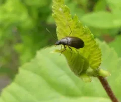 Isomira quadristriata thumbnail 2