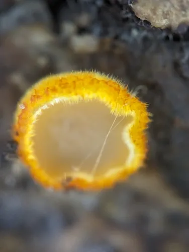 Arachnopeziza aurelia