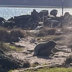 Northern Elephant Seal thumbnail 4
