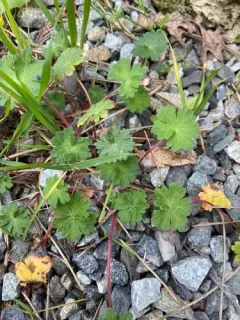 Roundleaf geranium thumbnail 2