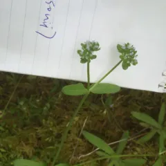 common cornsalad thumbnail 2
