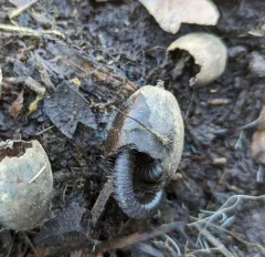 Californiulus euphanus thumbnail 4