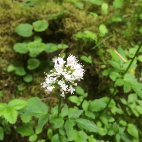 Sitka valerian