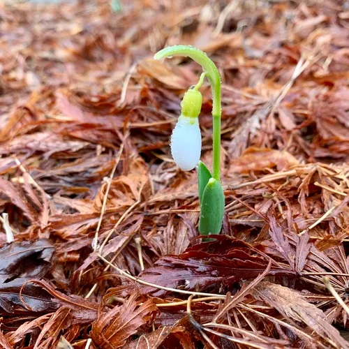 greater snowdrop