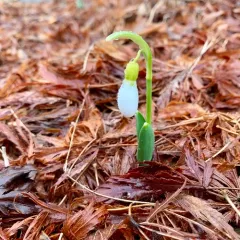 greater snowdrop thumbnail 1