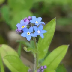 Wood Forget-me-not thumbnail 5