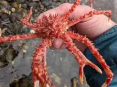 Red King Crab thumbnail 3