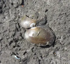 Winged Floater thumbnail 1