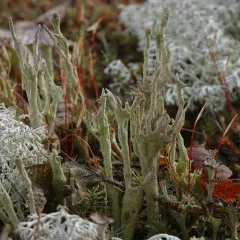 Antlered Powderhorn thumbnail 2