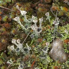 Black-footed Pixie Cup thumbnail 2