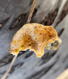 Protocrea pallida thumbnail 2