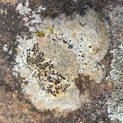 concentric boulder lichen thumbnail 4