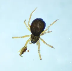 Tachygyna ursina thumbnail 2