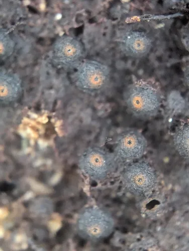 Byssosphaeria rhodomphala