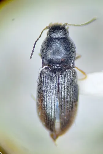 Neohypdonus musculus