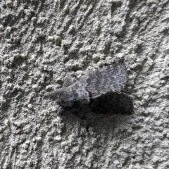 Banded Pebble Moth thumbnail 2