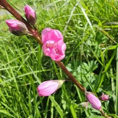 Rose Checkermallow thumbnail 3