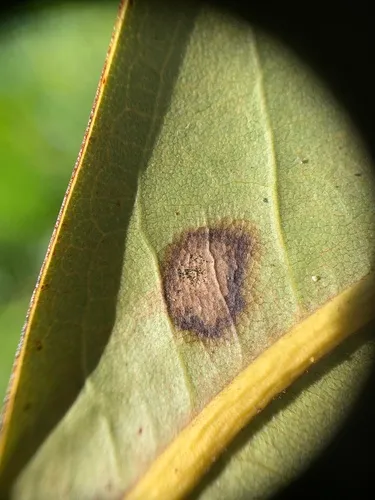 Phyllosticta magnoliae