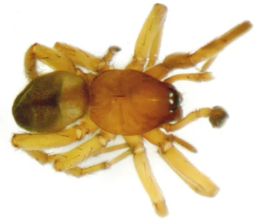 Haplodrassus stuxbergi