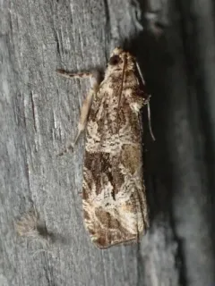 Olethreutes atrodentana thumbnail 4