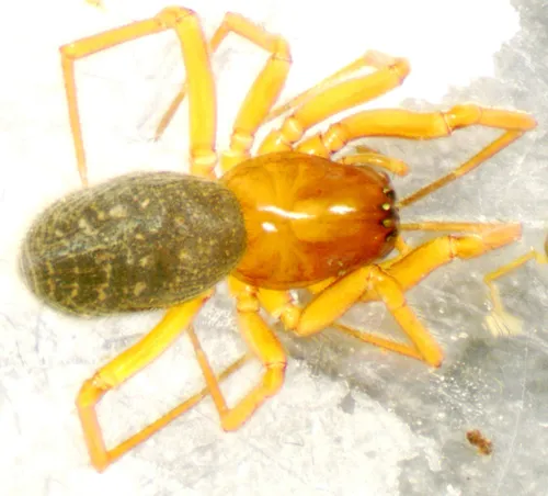 Hilaira herniosa