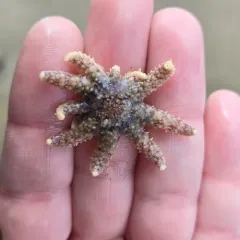 Sunflower Sea Star thumbnail 4