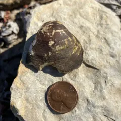 Wabash Pigtoe thumbnail 4