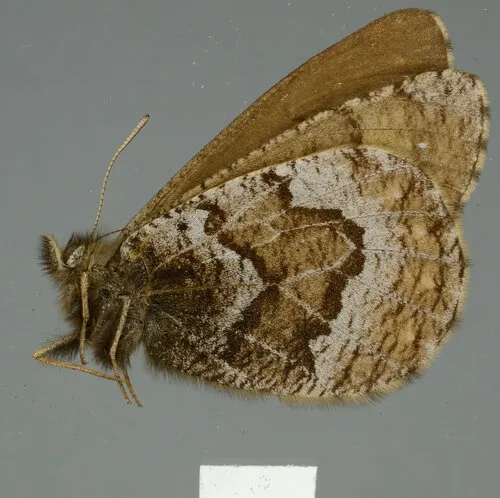 White-veined Arctic