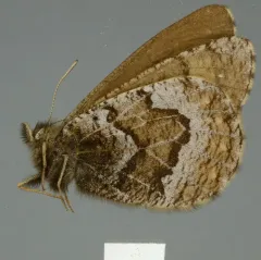 White-veined Arctic thumbnail 1