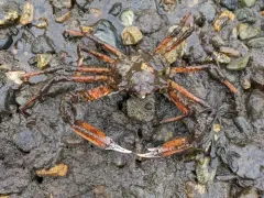 Pacific Lyre Crab thumbnail 3