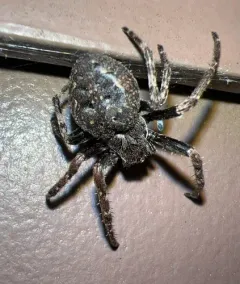 Walnut Orbweaver thumbnail 3